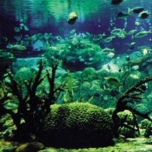 Aquarium of the Sultan of Brunei